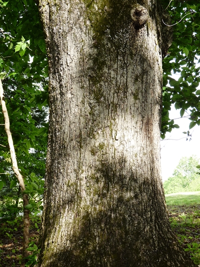 {Quercus michauxii}